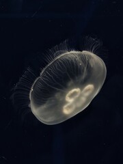 Jellyfish in deep blue water.