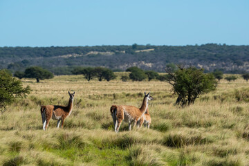 Guanacos in Pampas grass environment , La Pampa Province, Argentina.