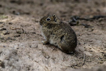 Desert Cavi, Lihue Calel National Park, La Pampa Province, Patagonia , Argentina