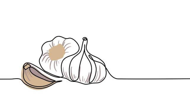 Garlic single line animated illustration. One continuous self drawing line animation, footage of garlic