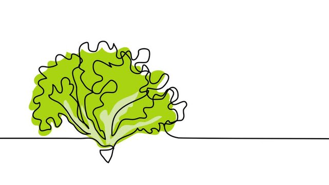 Lettuce, green leaves, bunch of salad single line animated illustration. One continuous self drawing line animation, footage of lettuce