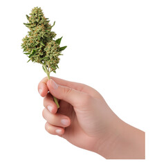 Gentle Hand Holding Dried Cannabis Flowers Nature Close-Up Plant Focus on Transparent Background