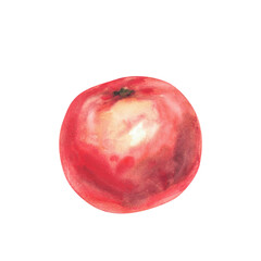 Fototapeta premium Red tomato. Watercolor vegetables juicy ripe tomato fruit hand drawn illustration. Realistic clipart for food, garden harvest label design, kitchen fabric design element isolated from white background