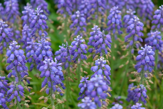 blooming flower of grape hyacinth (Muscari armeniacum Leichtlin ex Baker)