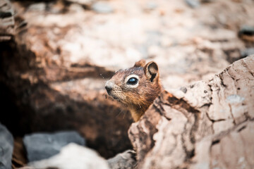 landscape and nature photograph shot during a summer journey in canada, with lakes, rocky mountains, animals and clouds through wide pine tree forests