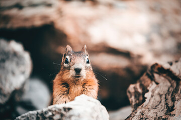 landscape and nature photograph shot during a summer journey in canada, with lakes, rocky mountains, animals and clouds through wide pine tree forests