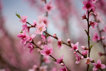 Obraz premium blooming branches from the peach tree in spring