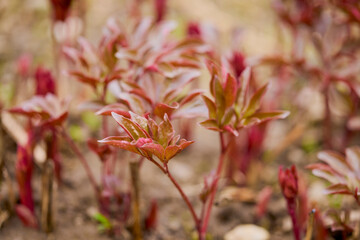 peony shoots in a garden in spring