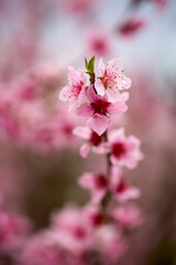blooming branches from the peach tree in spring