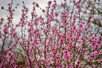 blooming branches from the peach tree in spring