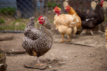Chickens in a rural farm raised on the ground
