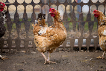 Chickens in a rural farm raised on the ground