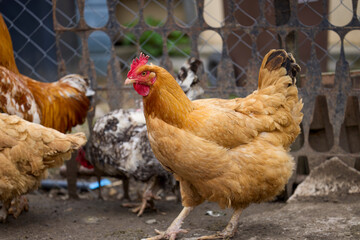 Chickens in a rural farm raised on the ground