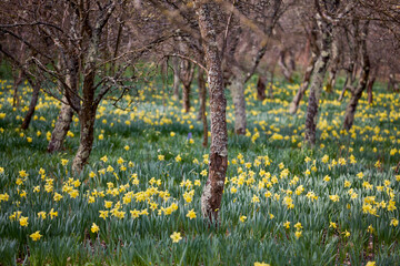 Obraz premium a garden with yellow daffodils among the trees of an old orchard
