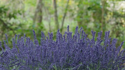 ラベンダーの3Dイラスト