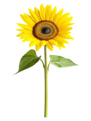 Obraz premium Close-Up of Sunflower Fields Capturing Nature's Vibrant Beauty on Transparent Background