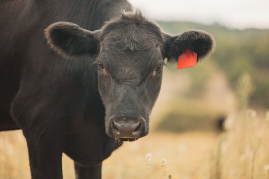 Close up portrait of black angus steer in paddock on rural property