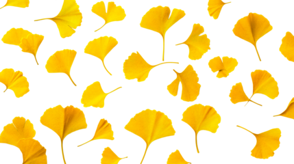 Gingko biloba yellow leaves background, autumn season foliage design, cut out transparent