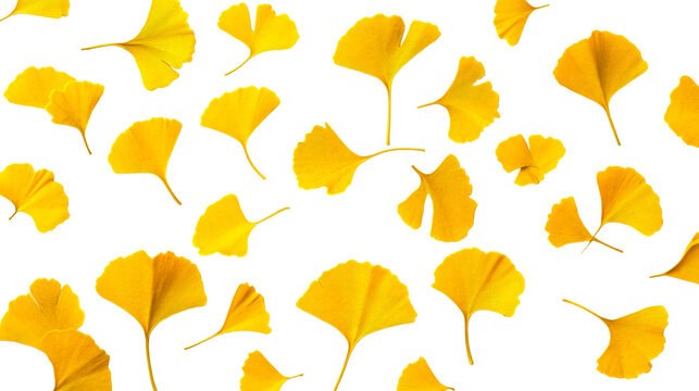 Gingko biloba yellow leaves background, autumn season foliage design, cut out transparent - Powered by Adobe