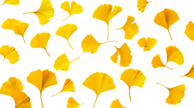 Gingko biloba yellow leaves background, autumn season foliage design, cut out transparent