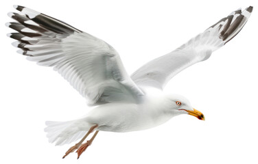 Obraz premium PNG Graceful seagull in flight motion