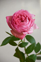 ピンクのばら