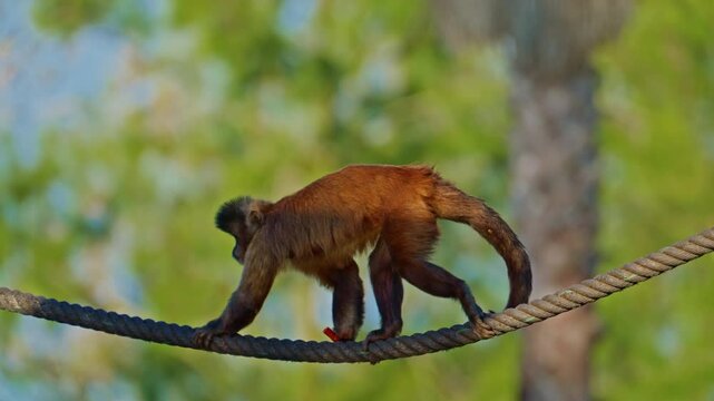 Little cute monkey climbing rope in park 