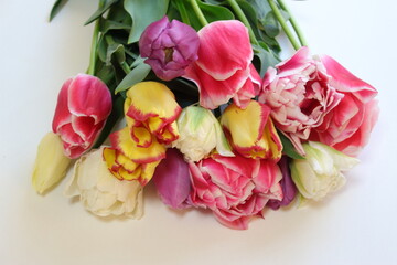 明るく色鮮やかなチューリップの花束。白バックで八重咲き、フリル咲きなど色々な品種でアレンジ