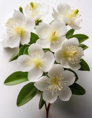 Myrtle