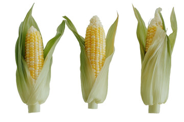 Corn with white background. Corn png image