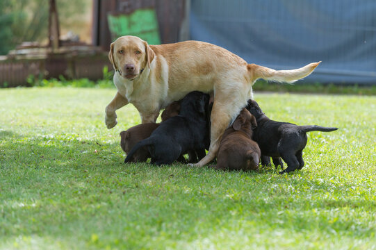Labrador Retriever Hundemutter mit ihren Welpen