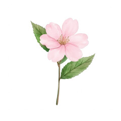 Obraz premium A delicate pink flower with green leaves, elegantly designed and perfect for a variety of floral arrangements or graphic uses, set against a white isolated background.