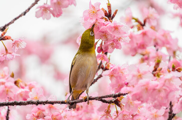 メジロと河津桜の春景色