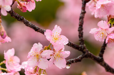 雨露に濡れる河津桜の花