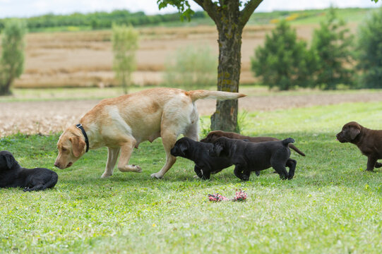 Labrador Retriever Hundemutter mit ihren Welpen