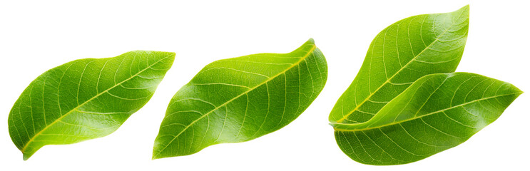 Walnut leaf isolated png. Green walnut leaf on white or transparent background. Flat lay leaves no background. Top view nut leaves collection. Full depth of field.