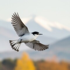 Obraz premium Bird in flight showcases beautiful plumage against a mountain backdrop during autumn