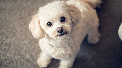 Adorable dogs and puppies in various settings, capturing joy, curiosity, and charm. Perfect for pet-related content, advertising, or heartwarming visuals.