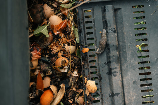 Leopard slug - Limax Maximus - in backyard compost bin
