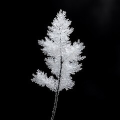 Frosted Leaf on Dark Background, Winter Nature Artistry Display