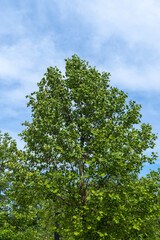 Galitsky Public Park - 2024. In city park of Krasnodar there are tulip trees (Liriodendron tulipifera), called Tuliptree, American or Tulip Topol. Flowers against a background of blue spring sky
