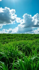 Obraz premium Tranquil Lush Green Landscape under Blue Sky