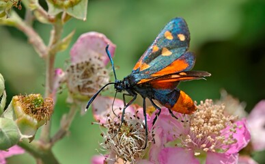 Zygaena ephialtes, N W Greece 