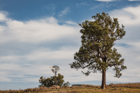 Rural Australian country scene with windmill and large gum tree on hill top