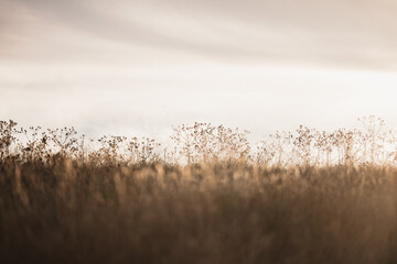 Wild grasses illuminated by golden afternoon light in rural Australia