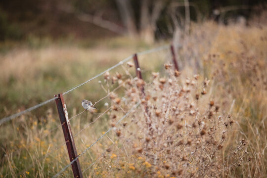 Lone Jacky Winter - Microeca fascinans - perched on farm fence in rural New South Wales