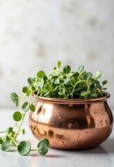Fototapeta premium Copper planter with trailing plants on a white background 