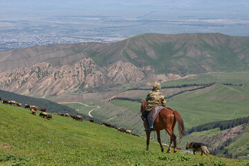 shepherd on horseback grazes a flock of sheep in the mountains