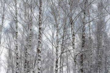 Birch grove after a snowfall on a winter cloudy day. Birch branches covered with snow.