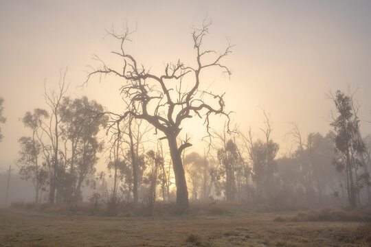 A misty dawn and a silhouette of an old tree